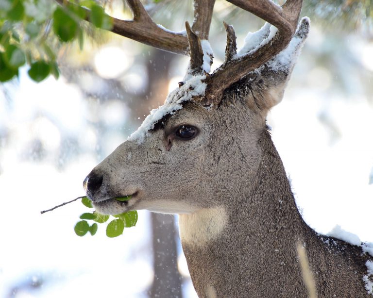 Deer Hunting Regulations For 2021 Season Released Winona Radio